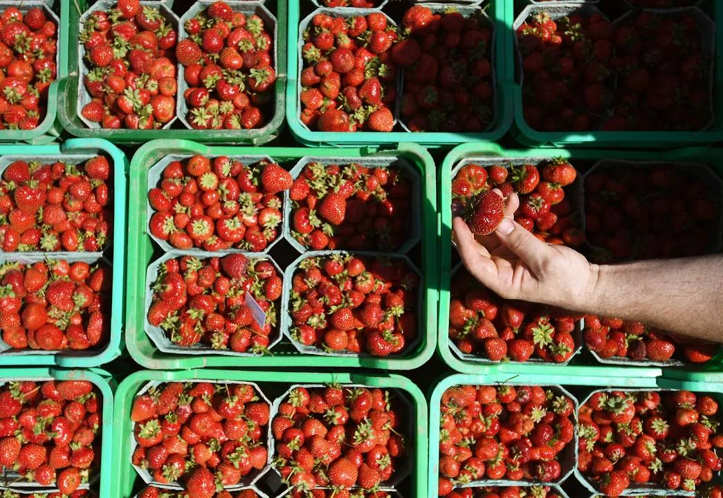 Сезонное снижение стоимости ягод не привело к росту продаж Спрос на клубнику и черешню на пике сезона сократился на 5–9% год к году, при этом цены за год выросли на 24% и 38% соответственно. На стоимости ягод сказались заморозки и дождливое начало лета, которые способствовали падению урожая в России. Дополнительным фактором стали сложности, возникшие у основных поставщиков черешни — Турции и Азербайджана. Фото: Александр Казаков/Коммерсантъ Подписывайтесь на «Ъ-Черноземье»