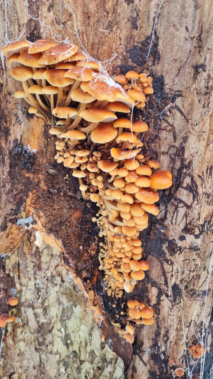 Калининградцы собирают грибы в декабре Что Да Несмотря на холода и наступление календарной зимы жители Калининградской области не завершают сезон сбора грибов Белых и подосиновиков сейчас конечно не встретить Основная добыча в лесах региона фламулина бархатистоножковая или зимний опенок Гриб съедобный и как говорят весьма вкусный Как сообщается в группе Грибы и грибники Калининградской области самая оптимальная температура для произрастания этого гриба ноль градусов Впрочем растет он неплохо и в 5 С Поделитесь вы ещё собираете грибы Какие сейчас можно найти и где Фото сообщество Грибы и грибники Калининградской области