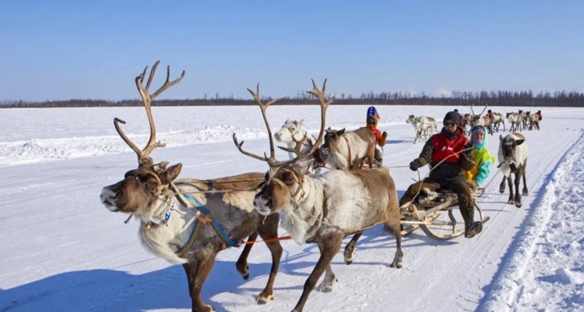 На озере Люксюгун в селе Кюсть-Кемда Забайкальского края развернулся настоящий праздник эвенкийской культуры. Гонки на оленях, фестиваль с обрядами, песнями, танцами и соревнованиями – всё это и многое другое прошло в рамках Дня оленевода.  Каюры из Забайкалья и Амурской области показали мастерство управления упряжками, а участники соревновались в северном многоборье и обустройстве кочевого стойбища. Даже снимали камус и раскалывали кости на скорость.  «Этот праздник очень важен, ведь тема оленеводства может стать для Каларского округа по-настоящему брендовой, узнаваемой. Здесь по-настоящему аутентичная история эвенков», – отметила директор архео-этнопарка «Сухотино» Наталья Викулова.  Главным и самым зрелищным событием праздника стали гонки на оленях. Каюры из Забайкалья и Амурской области соревновались в верховой езде и управлении упряжками. Победители получили медали, грамоты и денежные сертификаты. Подробнее читайте —  в нашем материале.