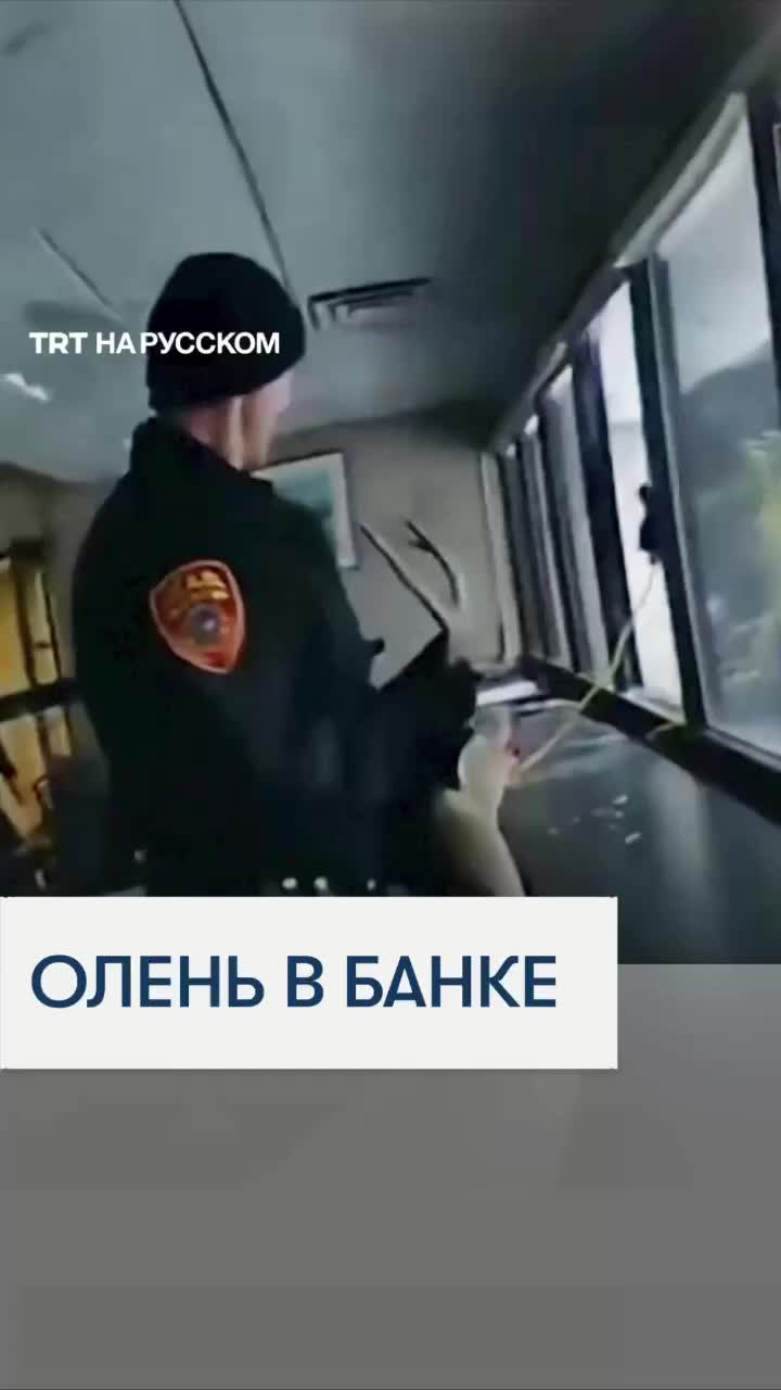 Олень пытается ограбить банк в Нью-Йорке