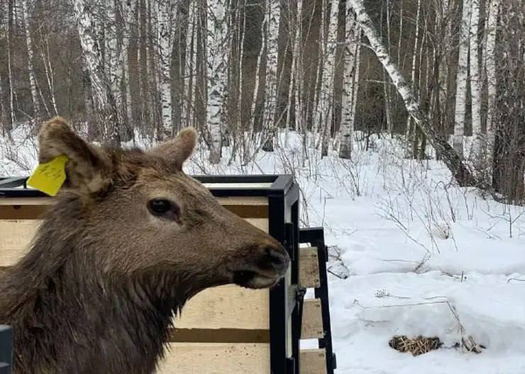 Шестьдесят оленят выпустят в заказники Красноярского края.   Маленьких «бэмби» перевезут из питомника в заповедники «Арга» и «Солгонский кряж» для сохранения вида.   Пока животные находятся на карантине. После того, как им сделают все необходимые вакцины, оленей выпустят. А уже в лесу за ними будут присматривать инспекторы.   Фото: Министерство природных ресурсов и лесного комплекса Красноярского края.    Подписаться   Прислать новость