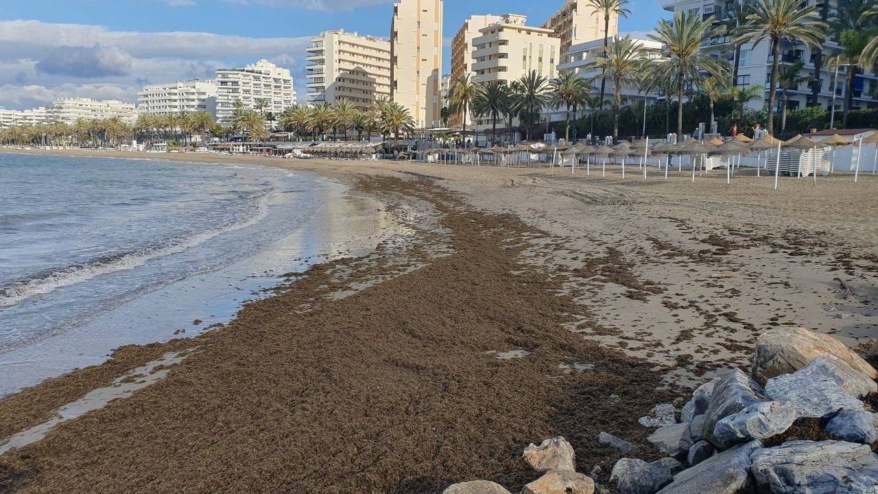 Нашествие водорослей в Марбелье: уже 1 800 тонн за июль  За первые две недели июля с пляжей Марбельи собрано 1 800 тонн инвазивной водоросли Rugulopteryx okamurae — это около 90 грузовиков. По словам властей, ситуация выходит из-под контроля: водоросли портят пляжи, создают запах и отпугивают туристов.    Уборка уже обошлась в 139 000 €, и мэрия требует срочной помощи от центрального правительства. Только вывоз на переработку стоит почти 43 € за тонну.  Работы ведутся ежедневно с 2:00 до 10:00. Задействованы экскаваторы, самосвалы, погрузчики. Самые пострадавшие пляжи — Nueva Andalucía, Fontanilla, Venus, Cabopino и La Bajadilla.    Городской совет:  «Мы не можем справиться в одиночку — это требует национальной координации».    Rugulopteryx okamurae — водоросль азиатского происхождения, активно вытесняет местную флору. Экологи называют её «одной из главных прибрежных угроз Андалусии».