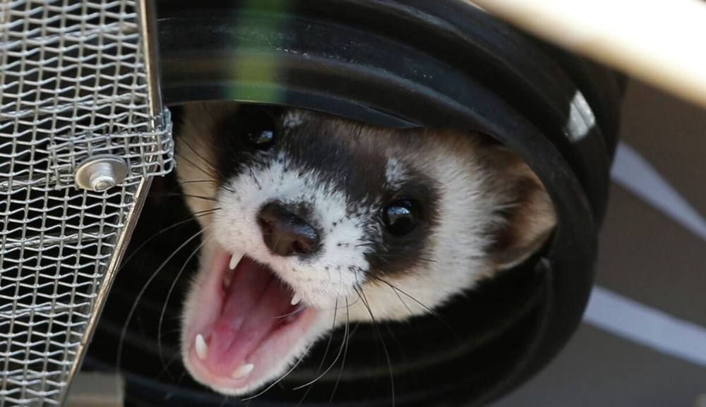 Власти США направляли миллионы на эксперименты по приучению хорьков к запойному употреблению алкоголя и введению кокаина собакам говорится в ежегодном докладе о расточительных расходах федерального бюджета Власти выделили более 1 млн на то чтобы приучать подростковых хорьков к алкоголю лишая их воды и давая вместо неё спиртное После 90 дневного цикла таких испытаний животных усыпляли для изучения последствий зависимости Ещё свыше 5 2 млн было потрачено на эксперименты в которых щенкам породы бигль вводили наркотики в том числе кокаин Кроме того более 14 млн пошло на исследования с обезьянами которым фиксировали головы металлическими креплениями и заставляли выполнять задания в видеоиграх отслеживая активность их мозга и движения глаз