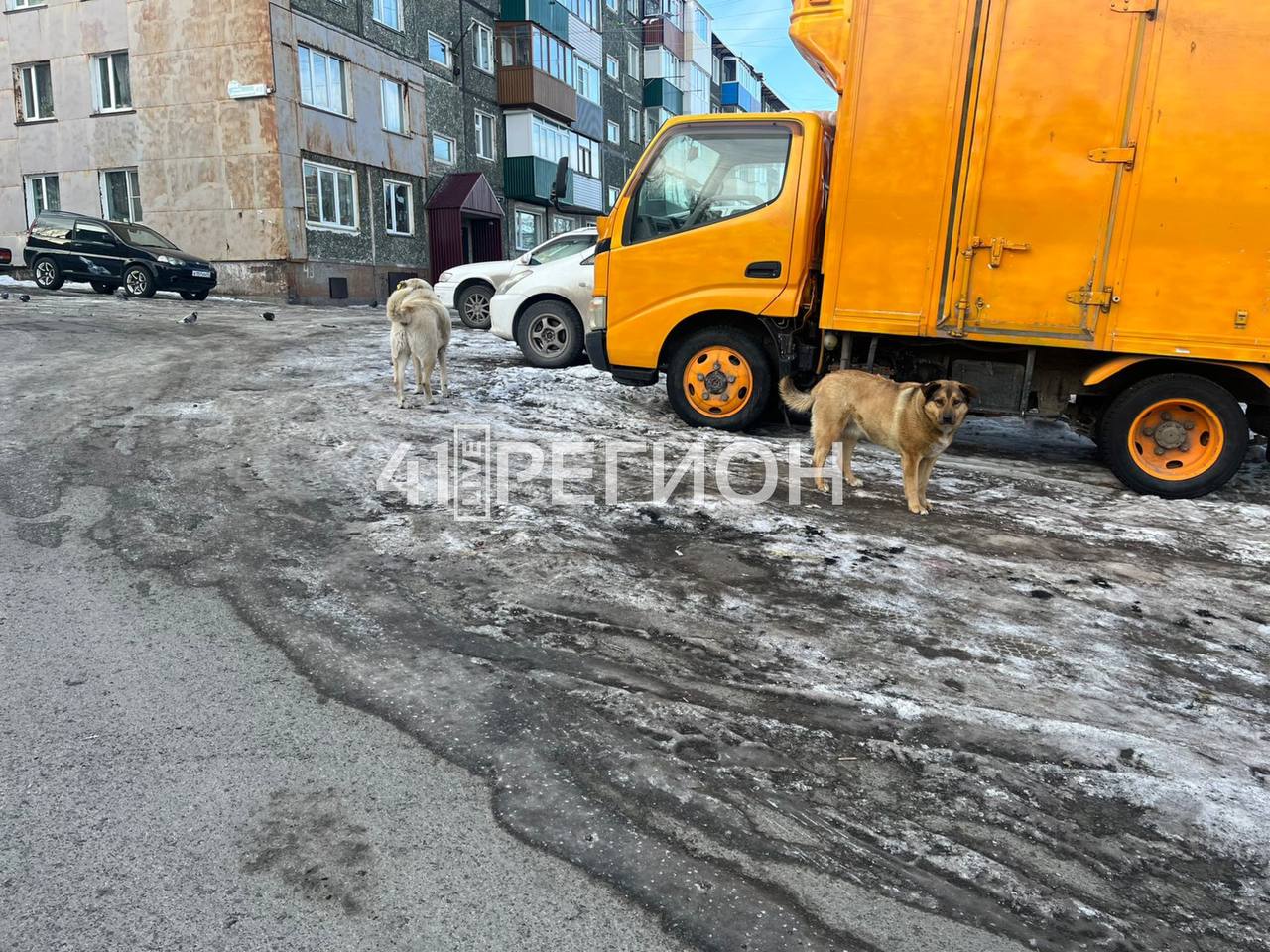 В краевой столице бездомные собаки напали на ребенка    Как стало известно «41Регион. LIVE», все произошло в районе 5 км. Девочка просто шла по дороге, а две чипированные дворняги напали на нее и чуть не схватили за ноги. Хорошо, что рядом шли взрослые и отпугнули стаю. Иначе все могло бы закончится намного хуже, чем просто испугом ребенка.  Примечательно, что на эту свору, живущую возле Автомобилистов, 49, неоднократно жаловались, но ответственные за отлов бродячих животных посчитали, что собаки вовсе не агрессивные и выпустили их на улицу.   Всего в этой «банде» порядка 5-6 собак. Сердобольные жители соседних домов подкармливают псов, а те, видимо, в знак «благодарности» бросаются на местных детей и гуляющих по району собачников.  41Регион.LIVE    Написать   боту