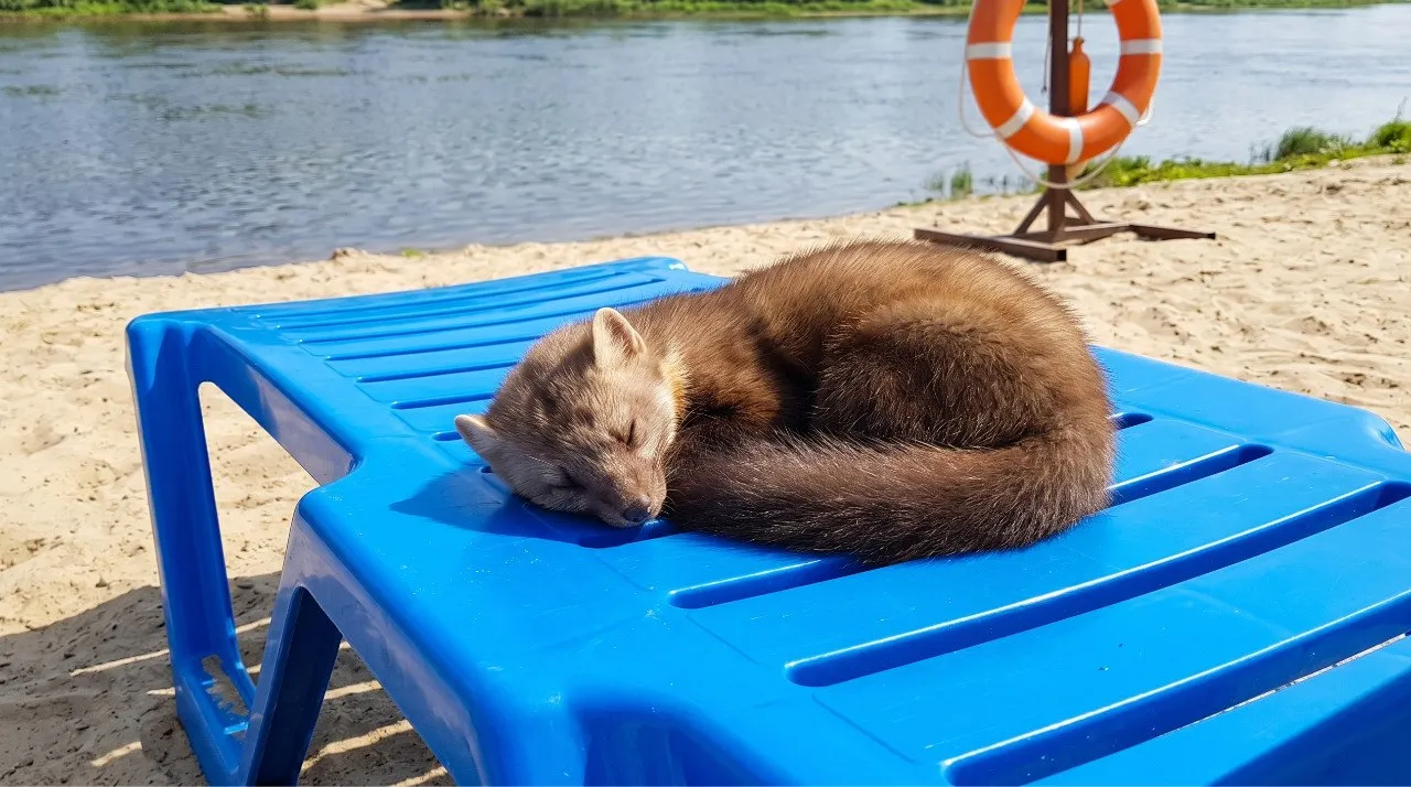 В Уфе проверяют пляжи перед сезоном Все официальные площадки включая Солнечный Кашкадан и Ак Яр Затон уже подали декларации в МЧС Это обязательный этап чтобы подтвердить безопасность берега и воды Сейчас пять популярных пляжей ждут вердикта от эпидемиологов специалисты проверяют чистоту песка и пробы воды на соответствие санитарным нормам Параллельно на берегах устанавливают информационные щиты и спасательные стенды Пока смонтировали 25 аншлагов из 149 запланированных работу обещают завершить к открытию сезона
