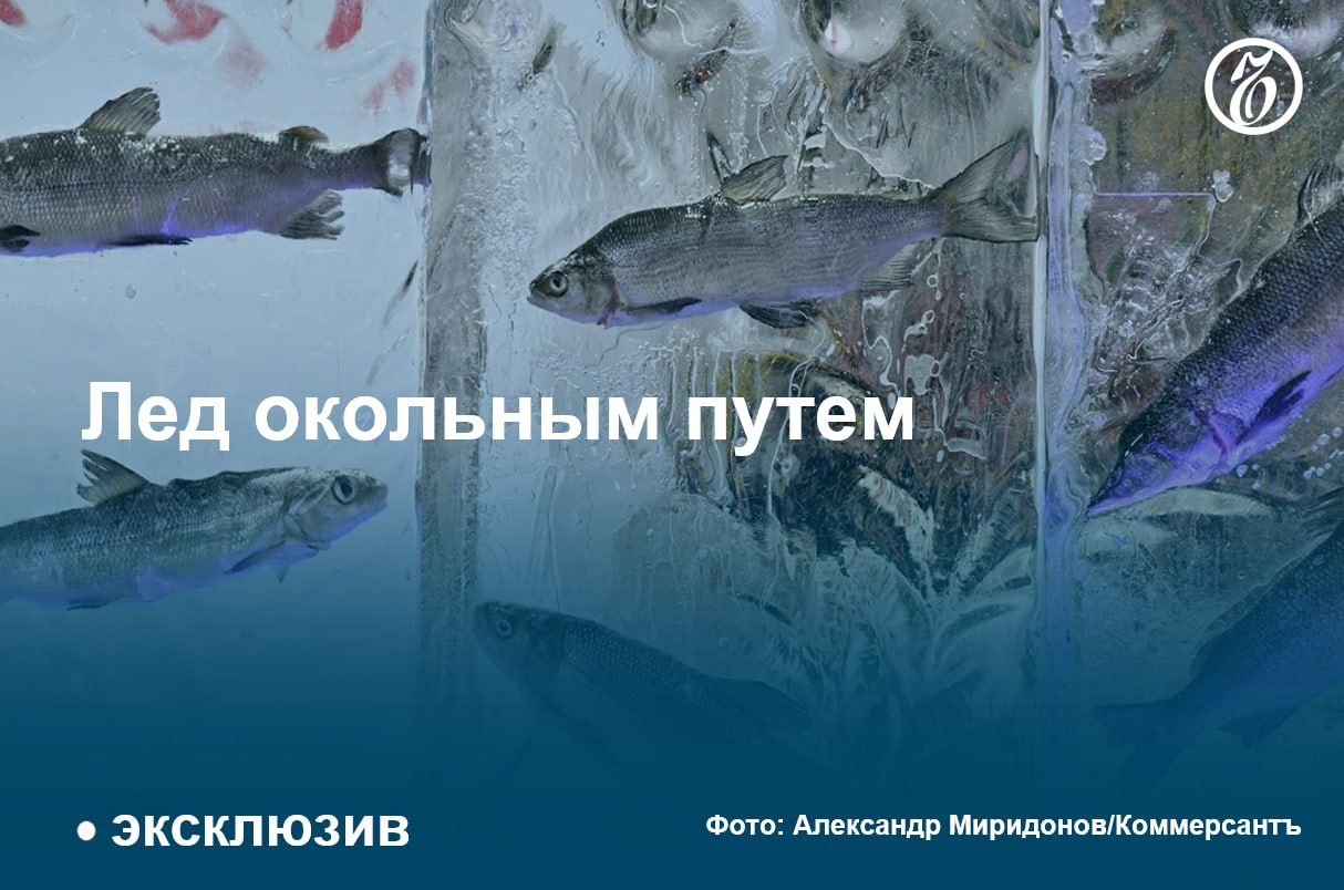 Рыбу с Дальнего Востока предложено вывозить по Севморпути  Из-за резкого роста цен на дальневосточную рыбу российские власти задумались о развитии альтернативных путей ее поставки. Минвостокразвития собирает предложения рынка о поддержке перевозок рыбы по Северному морскому пути. Пока такие поставки по объему заметно уступают железной дороге.   На рынке маршрут называют перспективным, но сомневаются, что мотивировать транспортные компании будет просто, поскольку морозильные контейнеры для рыбы — дорогое оборудование.  #Ъузнал