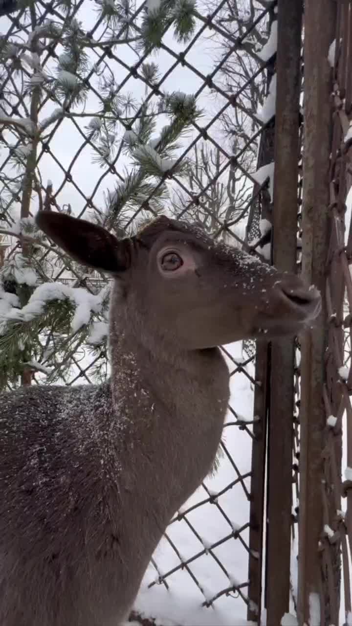 Ленинградский зоопарк приветствует нового питомца - самца европейской лани Какао Боба