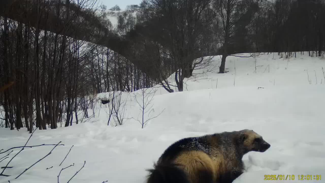 Фотоловушка зафиксировала редкое умывание росомахи в Кроноцком заповеднике