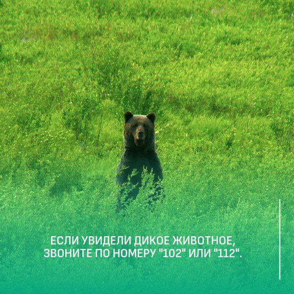 Уважаемые забайкальцы Если вы заметили дикое животное на территории населенного пункта незамедлительно звоните в полицию Также соблюдайте правила безопасности не нужно пытаться сфотографировать дикое животное сделать с ним селфи снять видео преследовать подкармливать гладить и пытаться брать на руки давить и отгонять с помощью транспортного средства  Если увидели дикое животное сообщите об этом по телефону 102 или 112