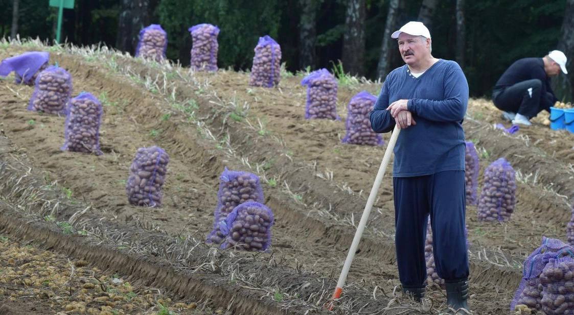 Лукашенко признался что планирует привезти на саммит ШОС в Китае несколько мешочков картофеля