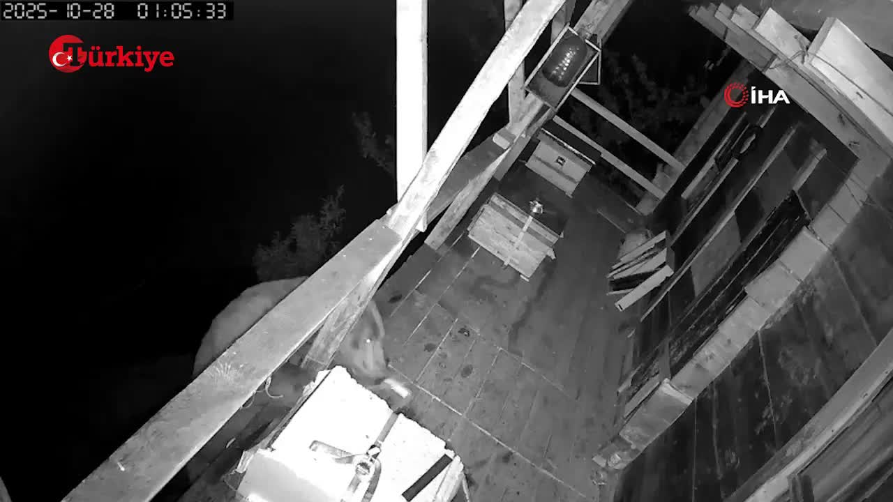 Медведь дважды посетил балкон в Турции в поисках меда