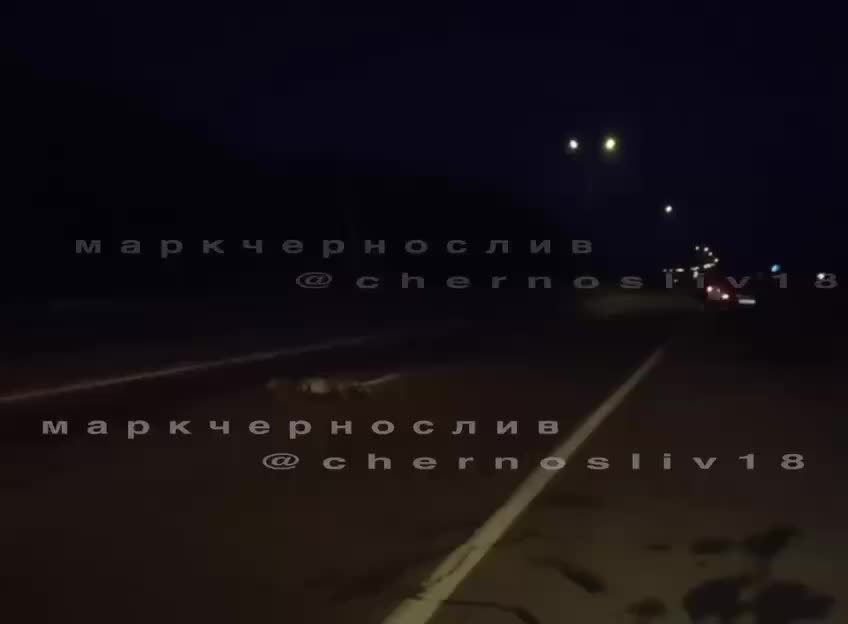 На трассе под Уссурийском сбит амурский тигр