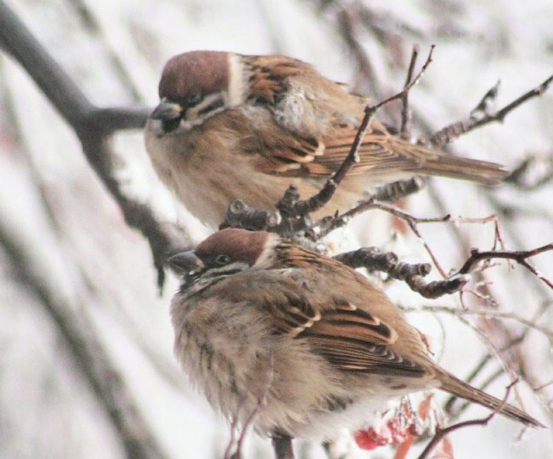 БУДЕМ СЧИТАТЬ ВОРОБЬЕВ А вы знаете что воробьи очень важны для городских экосистем В России проведут перепись воробьев с 7 по 15 февраля Она проводится ежегодно в два сезона со вторые по третьи выходные февраля и августа на сайте В феврале воробьев удобно считать на кустах где как раз в этот период они громко чирикают и еще пока не приступили к размножению Во многих странах мира домовый воробей резко сократил свою численность но в России пока не могут оценить эти данные По ее словам для этого нужны результаты мониторинга за 10 15 лет Полевой воробей встречается в Хакасии повсеместно можно наблюдать смешанные стайки из домового и полевого воробьев Есть гипотеза что полевой воробей вытесняет домового Несмотря на кажущуюся несерьезность акции у нее есть веские исторические обоснования После кампании по уничтожению воробьев в Китае в середине ХХ века в стране разразился катастрофический голод унесший несколько миллионов человеческих жизней Причиной голода стали расплодившиеся в отсутствие воробьев насекомые вредители Так что присоединяйтесь   Фото Дела