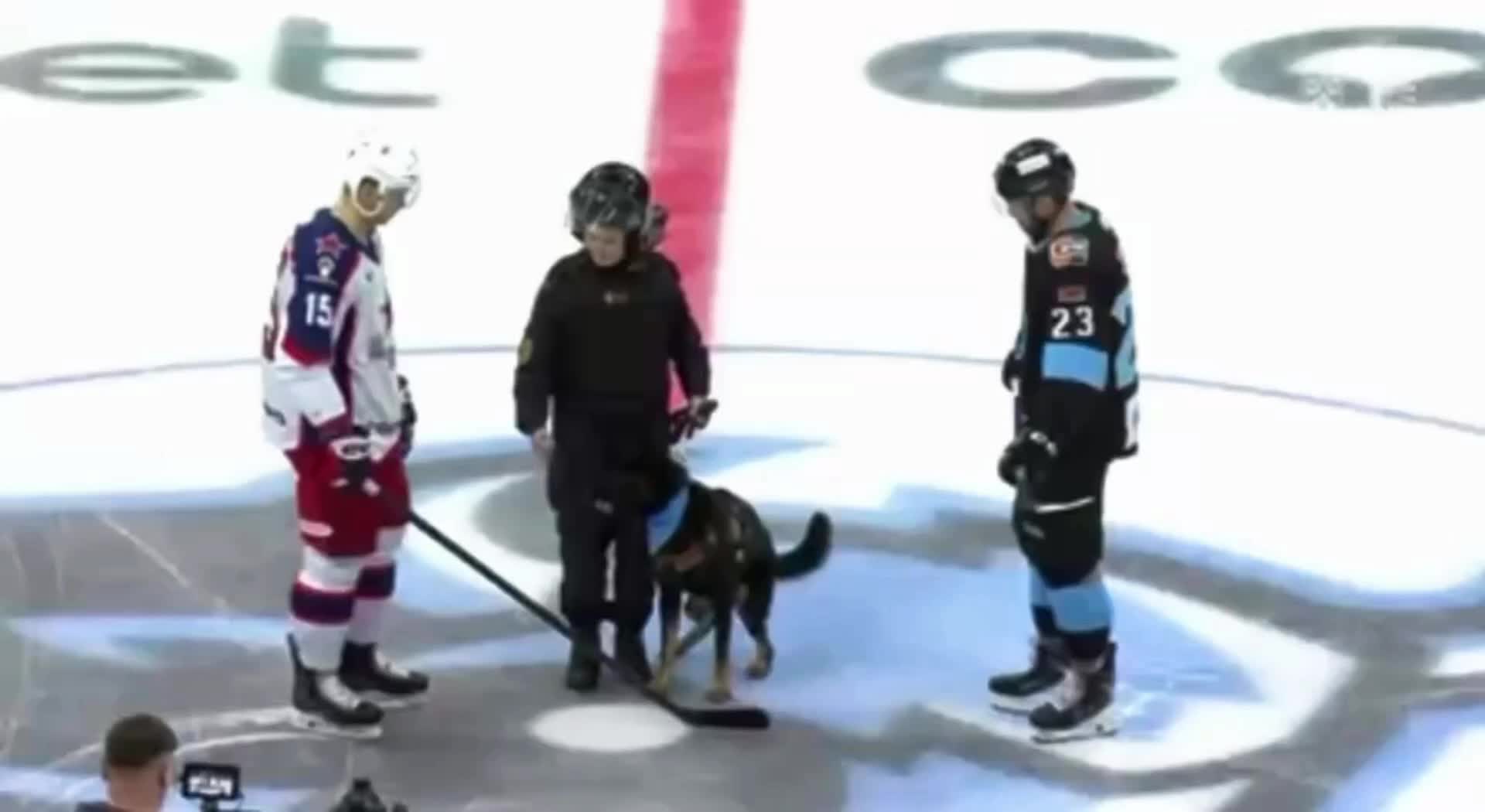 Служебная собака МВД Беларуси нарушила церемонию вбрасывания шайбы на матче Динамо Минск - ЦСКА