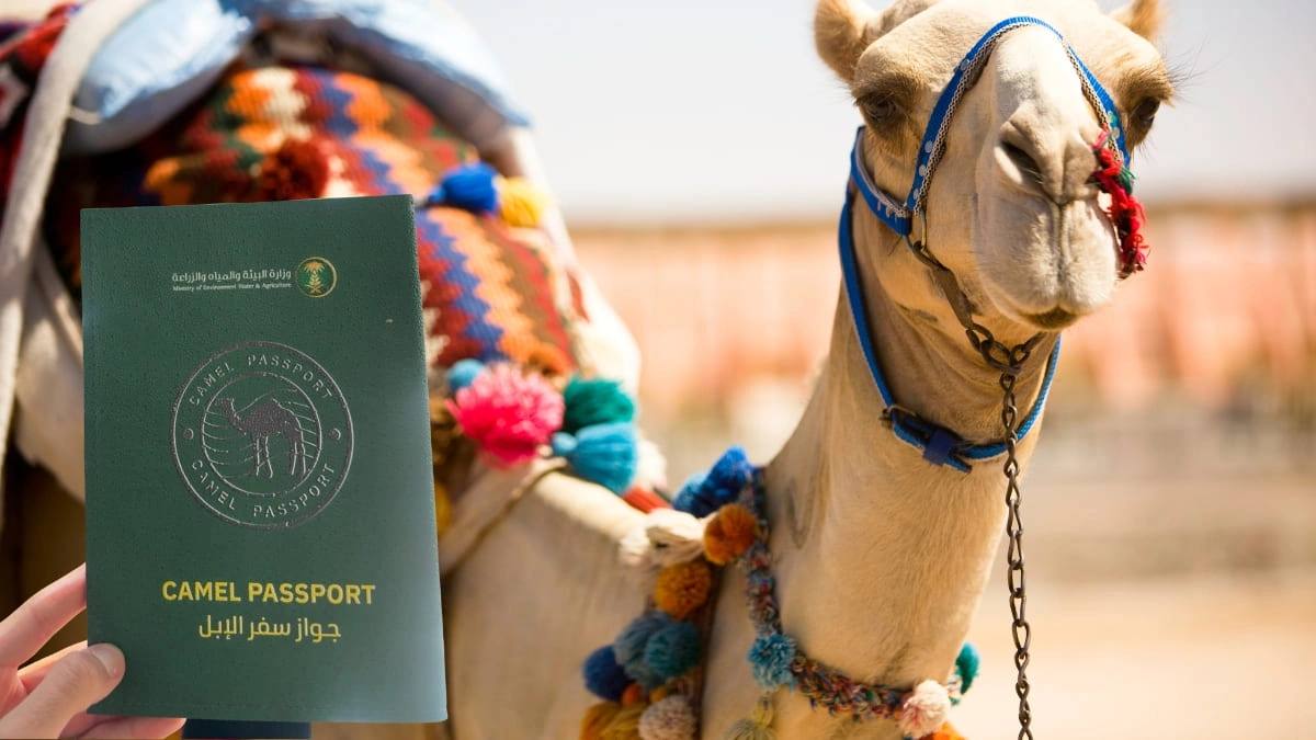 В Саудовской Аравии ввели паспорта для верблюдов Документ представляет собой книжечку зелёного цвета с гербом и золотым изображением верблюда