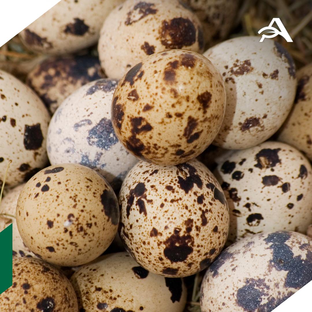 Крупнейший в РФ производитель яиц и мяса перепелов построит новый инкубатор Угличская птицефабрика в 2026 году планирует инвестировать в модернизацию производства порядка 500 млн рублей В планах предприятия строительство нового инкубатора на 30 млн яиц в год и цеха по глубокой их переработке который будет выпускать продукты с добавленной стоимостью включая майонез копченые яйца и яичный порошок Предприятие является одним из основных активов группы компаний Мелком В 2025 году птицефабрика уже расширила переработку мяса запустив новые продукты и производство по современным стандартам уточнили в пресс службе  В настоящее время на производственной площадке содержится более 1 4 млн перепелов За год на птицефабрике получают свыше 300 млн яиц и около 1100 тонн мяса перепела agroexpert Наши каналы