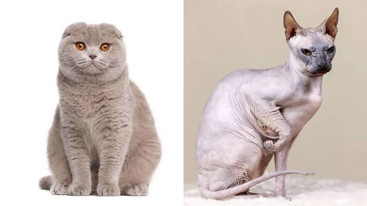 В Нидерландах запретили вислоухих и лысых кошек Их нельзя заводить а также въезжать в страну с такими питомцами под угрозой штрафа 1500 Доносы на владельцев официально приветствуются власти считают что разведение подобных кошек негуманно bisrub