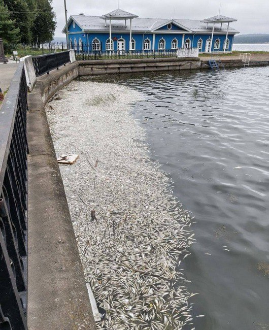 Мор рыбы На городском пруду в Воткинске местные жители заметили факт массовой гибели рыбы. «Много мертвой рыбы на Воткинском пруду», - пишут в группе «Обсудим Воткинск». Причины гибели предстоит выяснить уполномоченным органам. Фото: vk.com/votkinsk_news