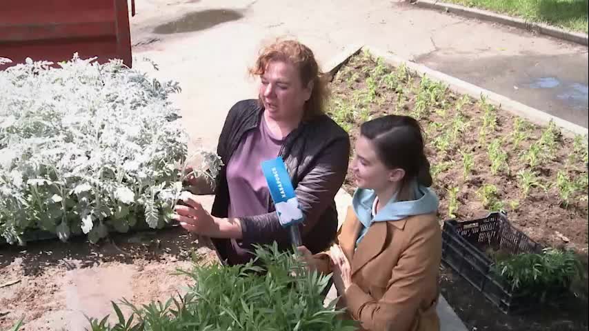 Высадка цветов в Бийске и Нальчике: более 500 тысяч растений украсят городские клумбы