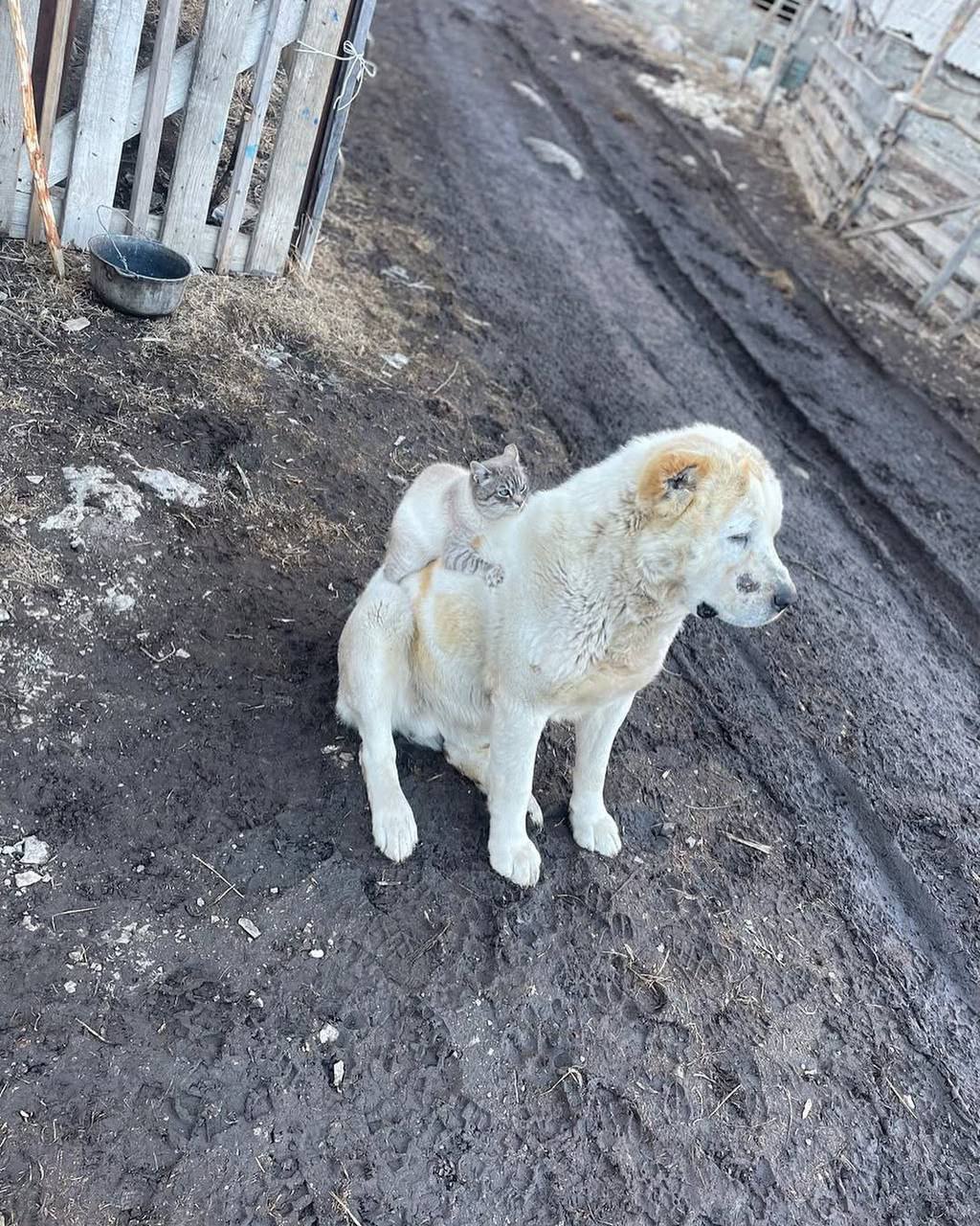 В сети стал популярным кот по кличке Барсик, который катается на спине у алабая в Кабардино-Балкарии — животные дружат уже больше девяти лет. Их хозяин рассказал, что питомцы выросли вместе на ферме: сначала появился пёс, а позже друзья привезли и кота. С тех пор они неразлучны — спят, едят и даже встречают туристов. Особенно любят, когда им приносят колбасу и конфеты — тогда могут даже уйти гулять с новыми знакомыми.