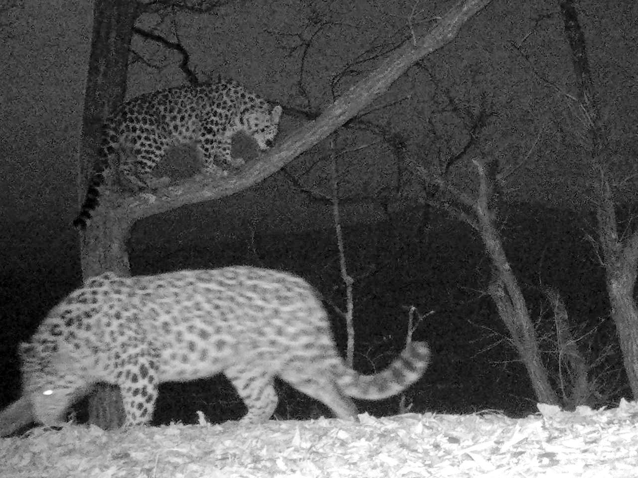 Романтическое свидание леопардов на дереве попало на фотоловушку  Двух дальневосточных леопардов застали за общением на ветвях в «Земле леопарда». Это редкий случай для скрытных хищников, предпочитающих уединение. Их встреча на высоте могла стать началом романтических отношений, что важно для сохранения вида. Следите за новостями о возможном пополнении в регионе на нашем сайте.    ХОРОШИЕ НОВОСТИ