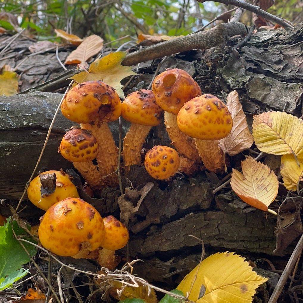 16 взрослых и 4 детей отравились грибами в Курской области Роспотребнадзор опубликовал статистику по этому сезону Пострадавшие живут в Курске Курском Октябрьском Обоянском Касторенском Железногорском Тимском районах Причиной отравлений стало незнание видов грибов сбор грибов в потенциально опасных местах вблизи городской черты вдоль автодорог с активным движением транспорта нарушение технологии приготовления и т д рассказали в ведомстве