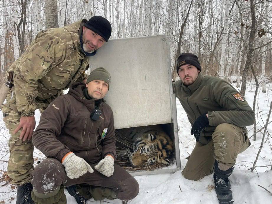 В окрестностях поселка Сита отловили конфликтного тигра Охотоведы района имени Лазо поймали взрослого самца который пытался зайти на территорию населенного пункта При первичном осмотре у полосатого обнаружено огнестрельное ранение окончательное заключение о его состоянии здоровья дадут ветеринары   Напомним что это уже 14 й отловленный тигр в Хабаровском крае в 2025 году Фото КГБУ Служба по охране животного мира и ООПТ Хабаровского края   AmurMedia Прислать новость AmurMedia в Дзен