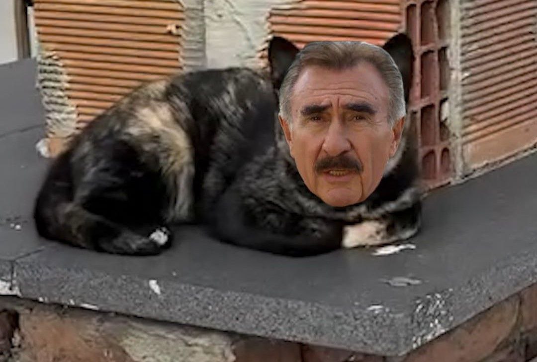 Кот с лицом Леонида Каневского замечен в Турции Ролик набрал около 10 миллионов просмотров Россияне замечают в нём Армена из Реальных пацанов продавца из овощной лавки и дядю Толю из соседнего подъезда На кого похож котярик решайте сами видосик в MAX