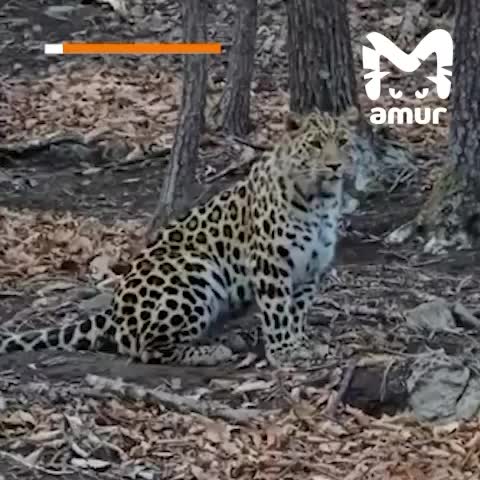 В Приморье сняли детенышей дальневосточного леопарда в ожидании матери