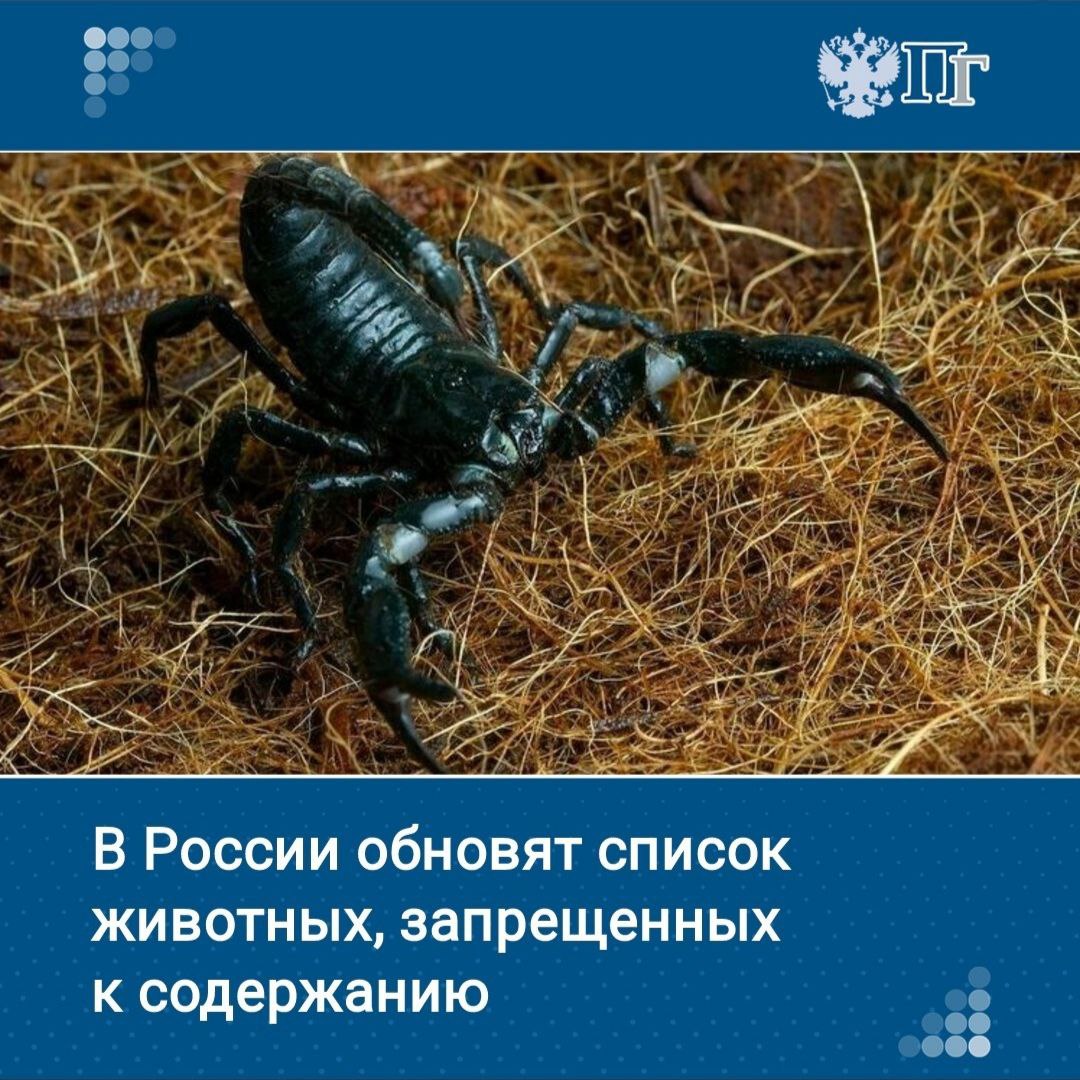 Плюющихся черных скорпионов, песчаных эф, габонских гадюк и ядовитых квакш запретят держать в домашних условиях. А вместе с ними — моржей, китов и крупных хищников.   Соответствующие виды в количестве более ста наименований вошли в официальный перечень Минприроды, где перечислены животные, запрещенные к содержанию. Проект постановления Правительства об утверждении перечня в пятницу, 17 января, появился на федеральном портале проектов нормативных правовых актов.   «Парламентская газета» рассказывает подробности    Подписаться на «Парламентскую газету»