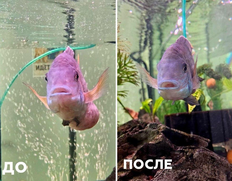 Уникальный пациент: в ветклинике Зеленограда впервые сделали УЗИ аквариумной рыбке.  У бирюзовой акары появилась опухоль на брюшке. Ветеринары диагностировали кисту и удалили её содержимое. Сейчас с рыбой всё хорошо, она под наблюдением врачей.  Этот вид живёт в основном в водах Южной Америки.     : ТГ   Зеркало   MAX