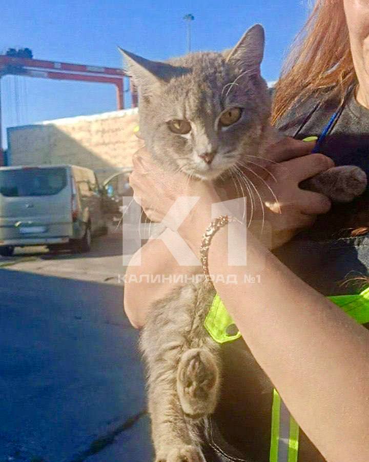 Кот-путешественник из Ленинградской области нечаянно добрался до Калининграда в грузовом контейнере.  Любопытный питомец случайно забрался в грузовой контейнер парома и провёл там целую неделю без еды и воды.    Спасение пришло от работников порта Усть-Луга, обнаруживших пушистого «безбилетника» среди грузов. Сотрудники паромной линии отметили, что кот, вероятно, домашний — ласковый и спокойно идёт на руки.  Сердобольный портовик не смог оставить животное в беде и взял его под свою опеку, назвав Мафиком — в честь контейнерной платформы, на которой кот жил всю эту неделю.   Сейчас четвероногий путешественник в безопасности. Хозяев, если они есть, обещают разыскать, чтобы вернуть питомца домой. А пока Мафик отдыхает после своего необычного путешествия.    Подписаться   Прислать новости