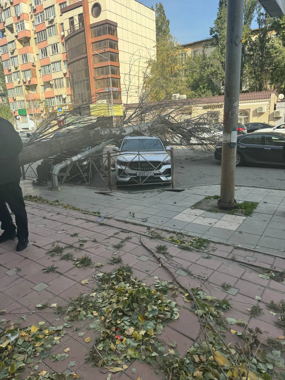 В Махачкале на улице Энгельса сильный ветер повалил дерево на машины