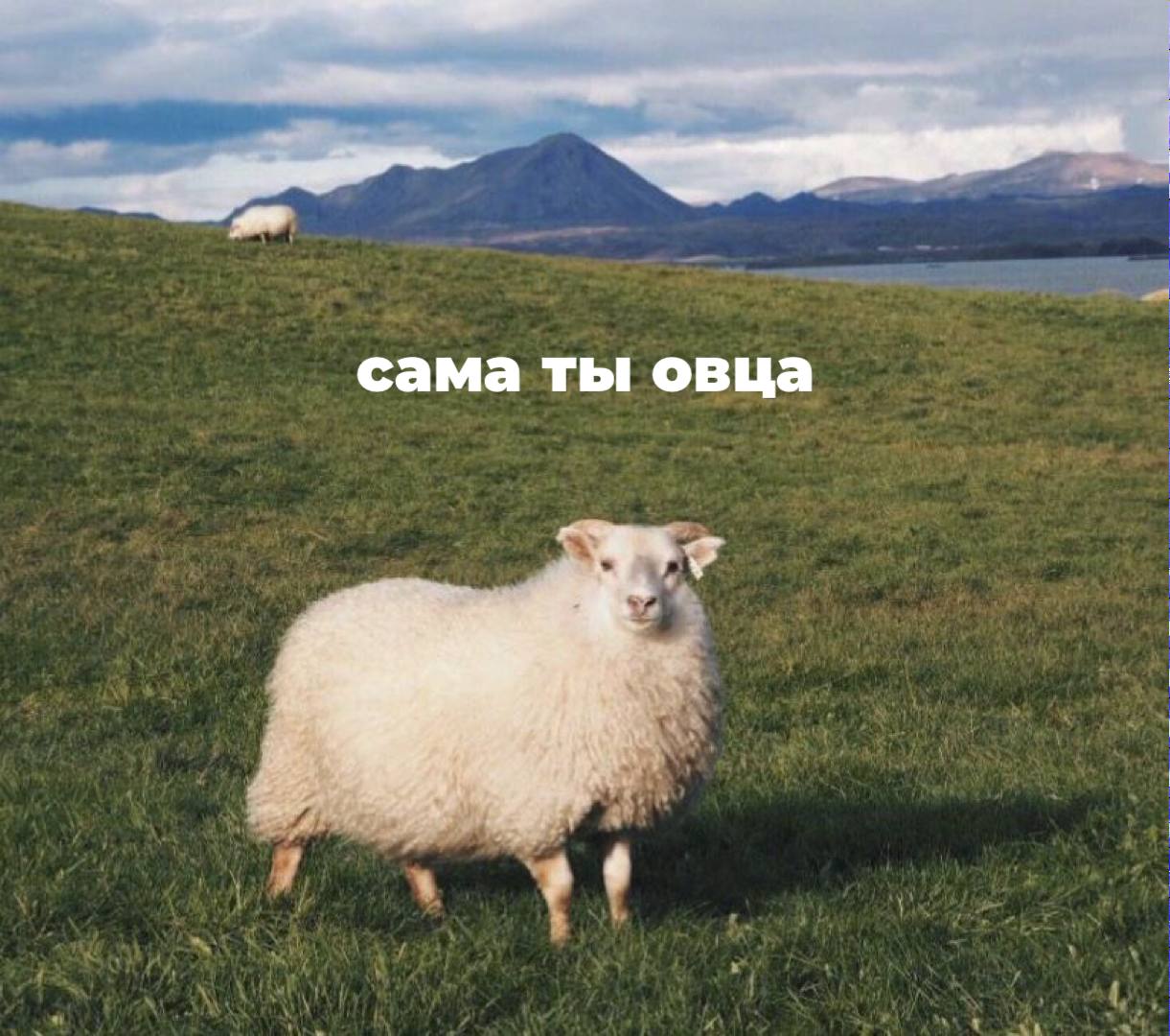 Слово овца признали оскорблением пермячка отсудила за него моральный ущерб Женщина обиделась на знакомую которая обозвала её овцой во время ссоры Потребовала с неё 20 тысяч рублей за моральные страдания Сперва суд заявил что овца это просто жвачное млекопитающее и отказал в иске На этом девушка не остановилась подала апелляцию На втором заседании признали слово все таки оскорбительное Бе е еспрецедентный случай   Подписаться   Дать буст