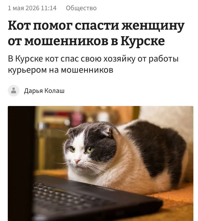 Герой дня кот спас свою хозяйку от мошенников Случай произошел в Курской области Женщина попала под развод телефонных злоумышленников и даже умудрилась перевести им 850 тысяч рублей Когда же схема продолжила развиваться и жертве предложили поехать в Волгоград она спешно начала думать с кем оставить своего кота Посидеть с пушистым она попросила брата который и заподозрил что сестра попала под влияние мошенников После этого он отвез её в полицию а коту сказали спасибо просто за то что он есть тем самым выведя хозяйку из преступной схемы Настоящие герои не носят плащи это точно cubemark