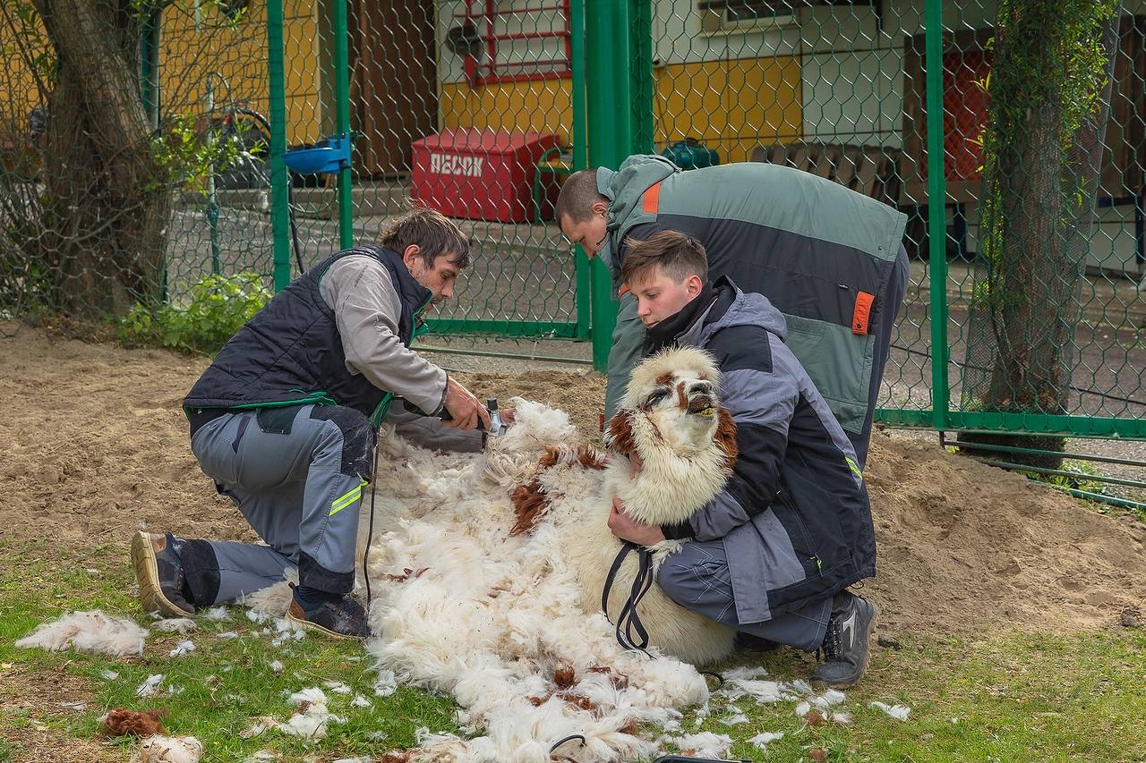 Альпакам устроили парикмахерские процедуры Это нужно, чтобы шерсть не мешала им летом и чтобы животным было комфортно. Альпаки быстро привыкают к процедуре — она совсем безболезненная, отметили в «Роевом ручье». Следить за новостями