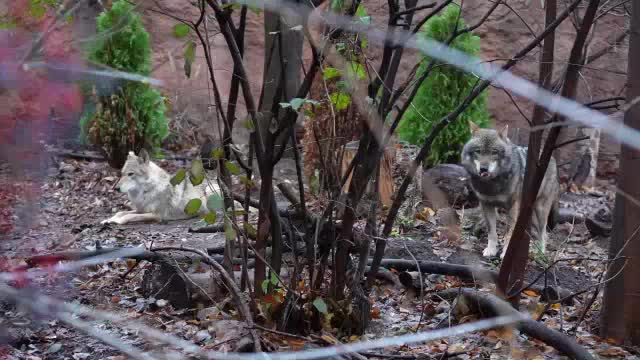Серый волк Ёжка начал новую жизнь в Московском зоопарке