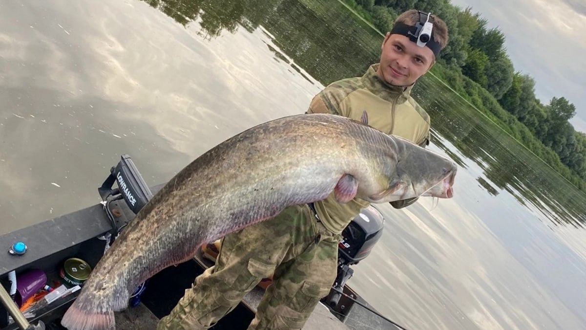Сома весом 22 килограмма поймал на Оке сасовец Николай Яшков. Это, по словам рыбака, не рекордный его улов. Два года назад он вытащил сома под 40 килограммов. Николай Яшков: «Рыбачу с детства, лет с четырех-пяти. В основном ловлю карася, щуку, но бывают и сомы. Этого поймал с лодки на спиннинг. Понял, что сом, сразу, как начал вытаскивать – у него довольно характерное поведение. Боялся, что сорвется, но нет. Правда, не ожидал, что будет такой большой». Фото предоставил Николай Яшков