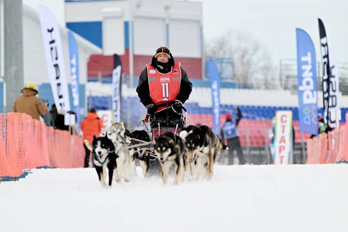 14 каюров выйдут на старт большой гонки Берингия В гонку заявились как начинающие опытные каюры так и многократные победители и призеры гонок на собачьих упряжках На основной маршрут Единая Камчатка 19 лет вместе протяженностью 1425 км со стартом в посёлке Эссо и финишем в г Усть Камчатск выйдут Александр Кривогорницын Анна Семашкина Алексей Попов Евгений Кутынковав Георгий Шевчук Анфиса Бразалук Валерий Соколов Абдурасул Холмуродов Андрей Притчин Юлия Притчина Валентин Левковский Николай Левковский На маршрут в номинации Молодой каюр протяженностью 415 км от села Эссо до посёлка Тигиль выйдут София Яганова Николай Наянов Важно отметить что заявки подали и каюры из северных районов Камчатки В их числе Евгений Кутынковав Николай Наянов и Валерий Соколов они представляют Карагинский район София Яганова Быстринский район Остальные каюры из Елизовского района Гонка пролог пройдет 21 февраля в Петропавловске Камчатском на лыжной базе Лесная одновременно с фестивалем Снежный путь а старт первого этапа основной гонки запланирован на 28 февраля в селе Эссо