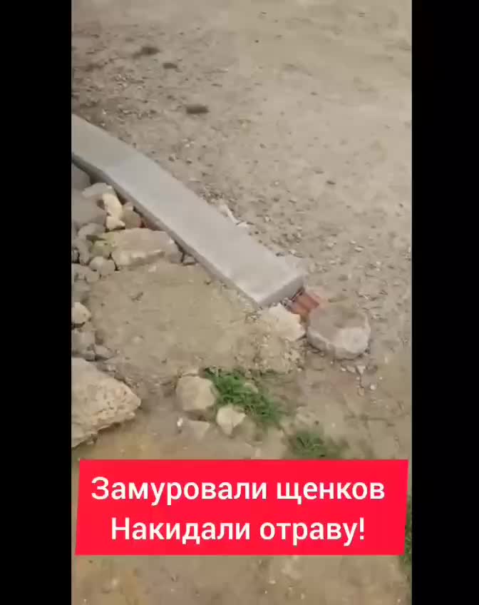 В Мариинске подростки извиняются за жестокое обращение с котенком