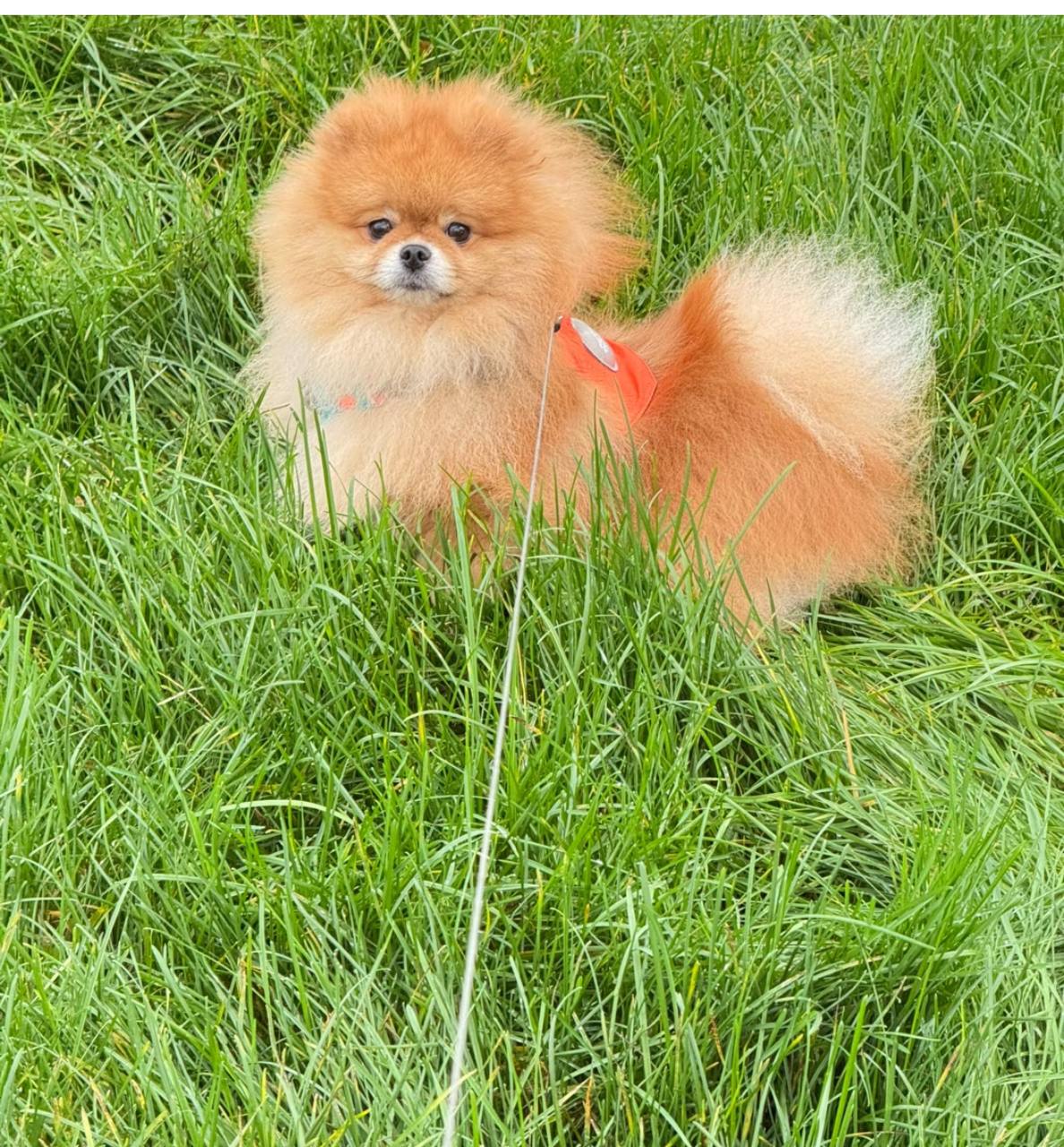 Немецкий шпиц стал самой популярной породой собак у россиян в 2025 году В топ 10 также вошли пудель немецкая овчарка кавалер кинг чарльз спаниель йоркширский терьер лабрадор ретривер среднеазиатская овчарка и джек рассел терьер При этом джек рассел терьер занял десятую строчку рейтинга вытеснив в этом году сибу ину НАШИ РЕСУРСЫ Telegram Tik tok YouTube RUTUBE