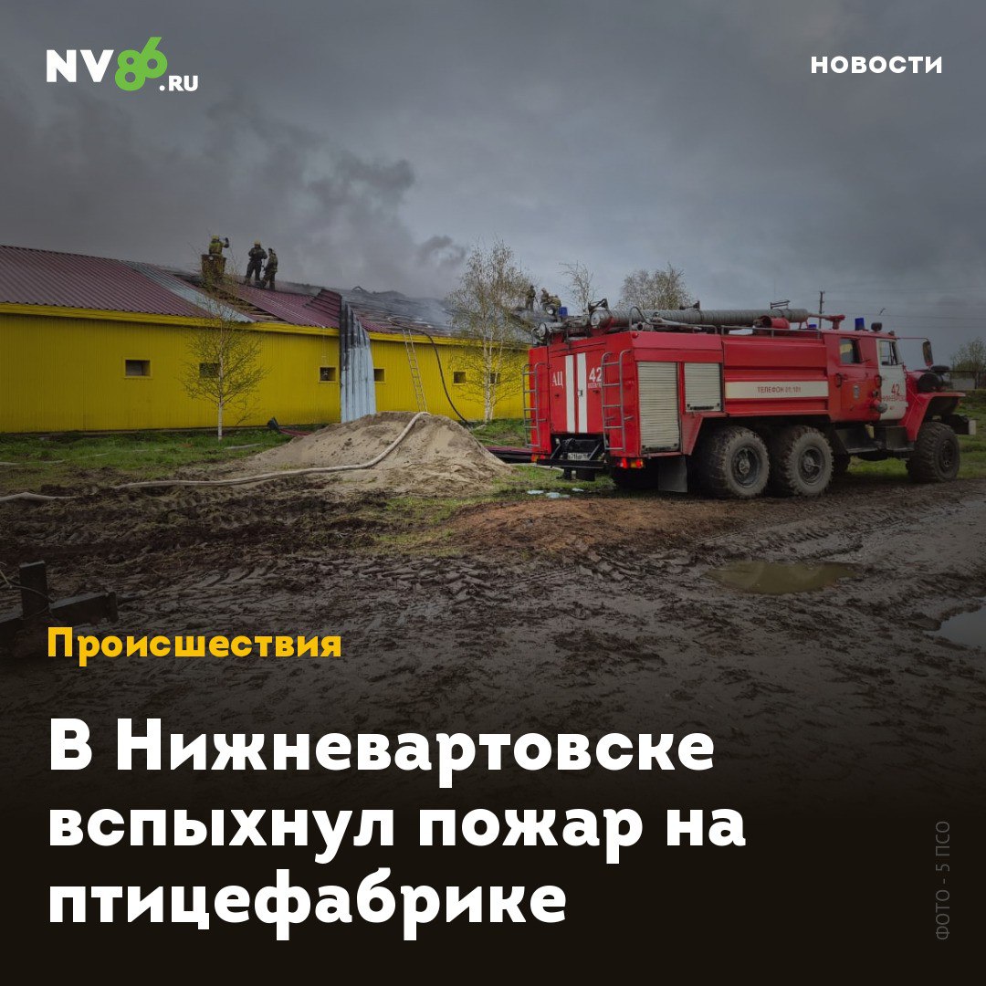 В Нижневартовске вспыхнул пожар на птицефабрике В Нижневартовске ХМАО ночью вспыхнул пожар на городской птицефабрике. Загорелся цех-премлепродуктор для кур. Как сообщили в пресс-службе МЧС, сообщение о возгорании на птицефабрике поступило около двух часов ночи. Горел одноэтажный цех племрепродуктор, размерами 15х40м. На момент прибытия пожарных здание было частично охвачено огнем, который мог распространиться на крышу. Пожарным удалось спасти имущество на сумму 4 миллиона рублей. Как сообщает источник NV86, ни одна курица не пострадала - цех был пуст. Его готовили к заселению птиц. • vk.com/nv86ru • ok.ru/nv86.ru