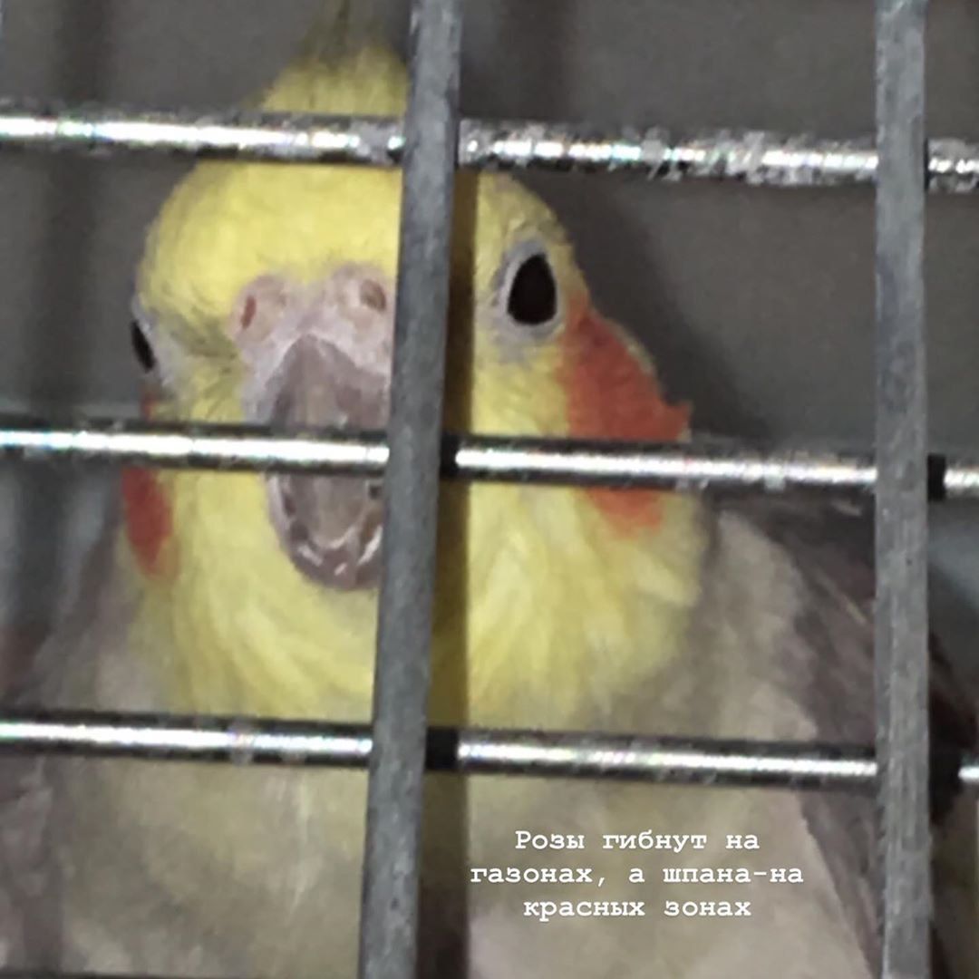 Розы погибли Минюст внёс песню Розы гибнут на газонах а шпана на красных зонах исполнителя шансона Мафика в список экстремистских материалов В песне встречается упоминание запрещенного в России экстремистского движения АУЕ