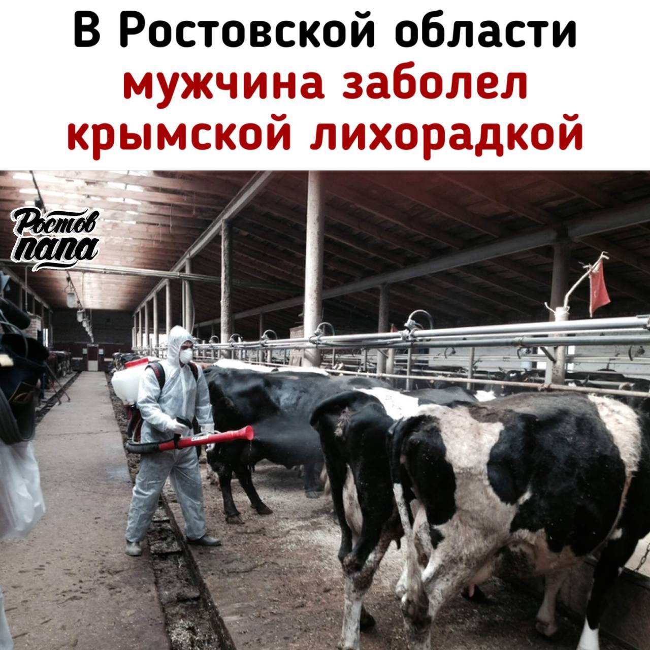 Житель Дубовского района заболел крымской геморрагической лихорадкой! Когда снимал клещей с коровы голыми руками и подцепил опасную болезнь. Мужчина госпитализирован, его состояние стабильное. Крымская геморрагическая лихорадка — серьёзное инфекционное заболевание. Смертность от него составляет от 2 до 50% — особенно если не начать лечение вовремя. В области отмечены случаи заражения и другими болезнями, которые переносят клещи: иксодовым клещевым боррелиозом болезнь Лайма и коксиеллезом Ростов Газета Новости №1 в Ростове Прислать новость/фото