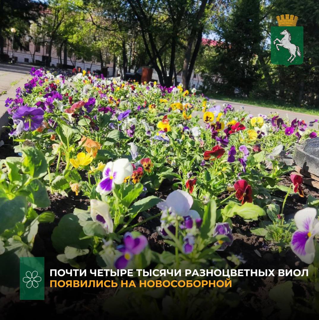 Городской подрядчик по озеленению высадил 3900 разноцветных виол на клумбе пл. Новособорной. Виолы холодостойкие – они выдерживают заморозки и могут цвести с ранней весны до поздней осени. Это делает их подходящими для высадки в условиях переменчивого климата. В отличие от многих других однолетников, виолы цветут несколько месяцев подряд и не требуют сложного ухода. - Виолы, также известные как анютины глазки, отличаются яркими оттенками и долгим цветением, что делает их популярным выбором для городского озеленения. Такая клумба добавит красок площади и порадует горожан и гостей города, - сказала заместитель начальника городского департамента дорожной деятельности и благоустройства Наталья Кинева. Напомним, общая площадь томских цветников составит более 9,5 тысяч кв. метров. Кроме этого, на улицах Томска появится 655 элементов вертикального озеленения – это подвесные, напольные, балконные вазы и вазоны.