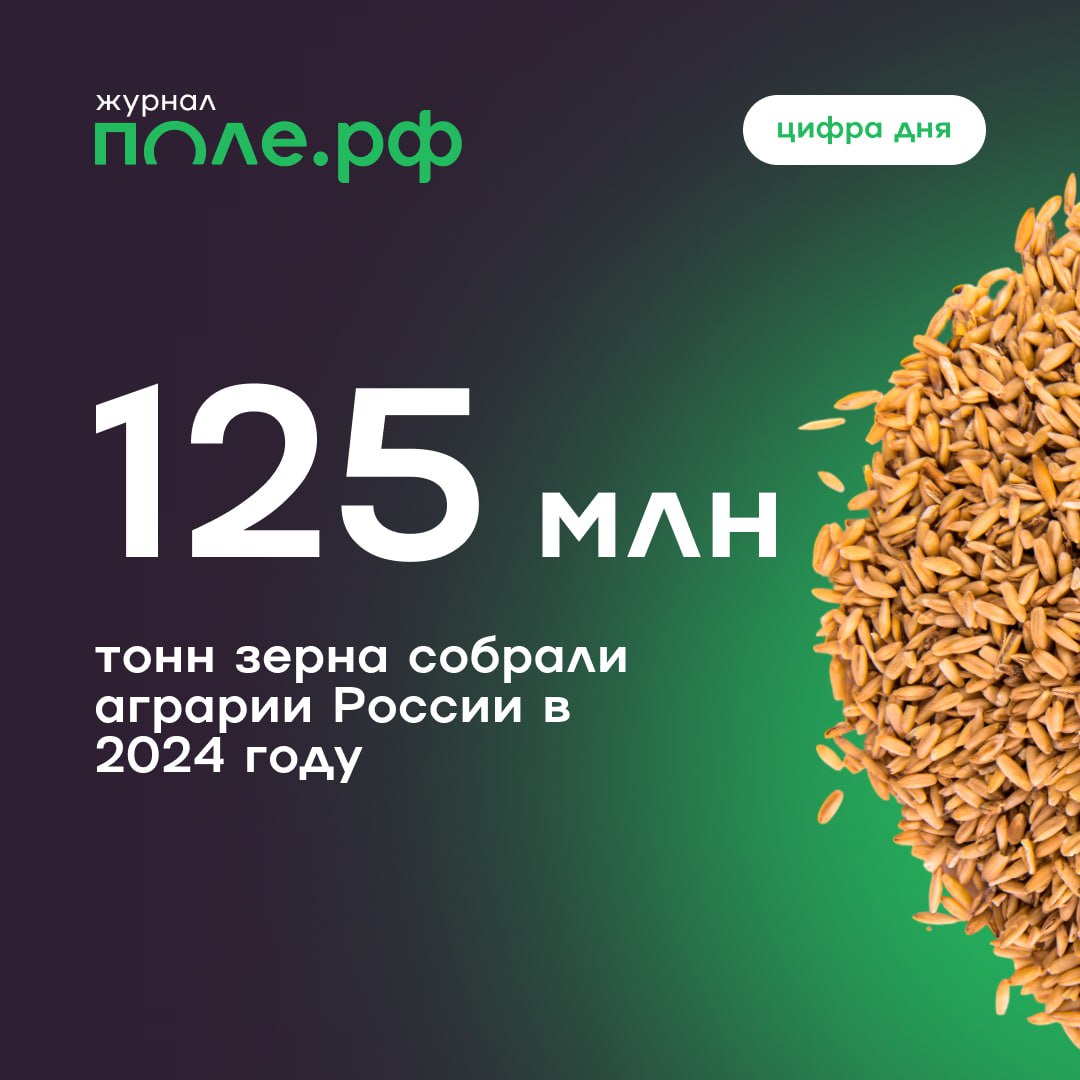 Россия в 2024 году собрала 124,96 млн тонн зерна.  Это на 13,7% меньше показателя 2023 года.  Смотрим на урожай детально:    Пшеница — 82,4 млн тонн    Ячмень — 16,7 млн тонн    Кукуруза — 13,2 млн тонн    Гречиха — 1,2 млн тонн    Подсолнечник — 16,6 млн тонн     Рапс — 4,7 млн тонн    Соя — 7 млн тонн     Сахарная свекла — 41,9 млн тонн  Читать подробнее о валовом сборе 2024 года.