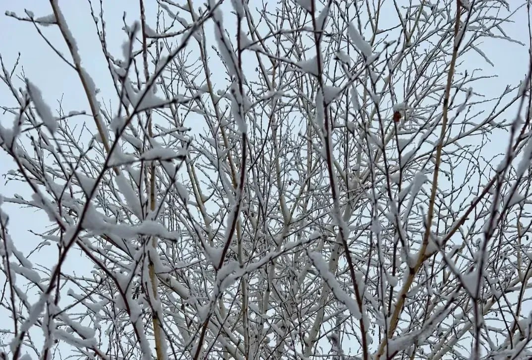 Дайджест новостей Хибины ру от 28 декабря На территории зоны отдыха Чистый ручей в Мурманске появилась подсветка Мошенники похитили у пенсионерки из Североморска 8 5 млн рублей под угрозой уголовного преследования Жительница Полярных Зорь добилась досрочного выхода на пенсию через суд Авиарейсы в Мурманск задерживаются в Москве и Санкт Петербурге Более 170 млн рублей направят в Апатитах на развитие транспортной системы в 2026 году Хибины ру