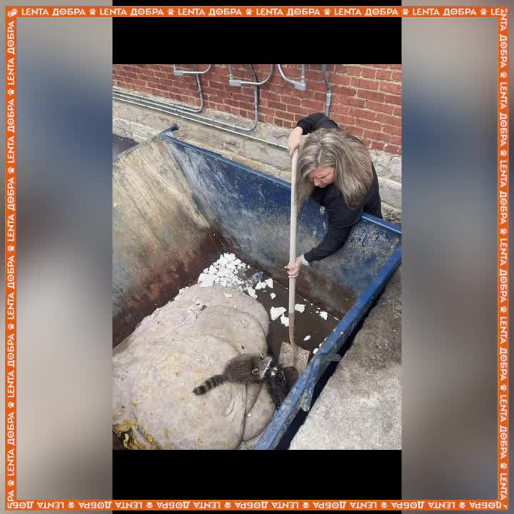 В Кентукки медсестра реанимировала енота после переедания забродивших персиков