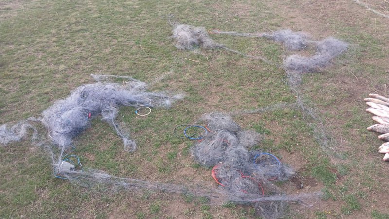 В Ростовской области двоих браконьеров поймали на незаконной рыбалке — ущерб почти 100 тысяч. В Сальске во время рейда по реке Маныч полицейские задержали двух мужчин — 63 и 58 лет — прямо во время нелегального вылова рыбы. Это произошло в рамках операции «Путина-2025». Парочка вышла в Веселовское водохранилище на лодке, закинула почти полкилометра сетей и набила полный улов: сазан, судак, карась, окунь, лещ — около 200 штук. Рыбачили, конечно, без разрешений и с использованием запрещённого снаряжения. Полицейские изъяли лодку и снасти, ущерб оценили в 100 тысяч рублей. На браконьеров уже завели уголовное дело по ч. 3 ст. 256 УК РФ. Им грозит до 5 лет тюрьмы. Подписаться