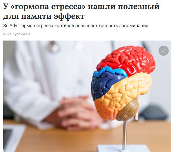 Стресс оказался полезен для организма ученые выяснили что кортизол бустит память Гормон стресса не только усиливает эмоциональные воспоминания но и повышает их точность за счёт перестройки нейронных сетей мозга В условиях стресса человек способен быстрее обучаться и точнее воспроизводить события Стрессуем но в меру